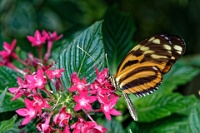 DSC 1519  Jardin des Papillons